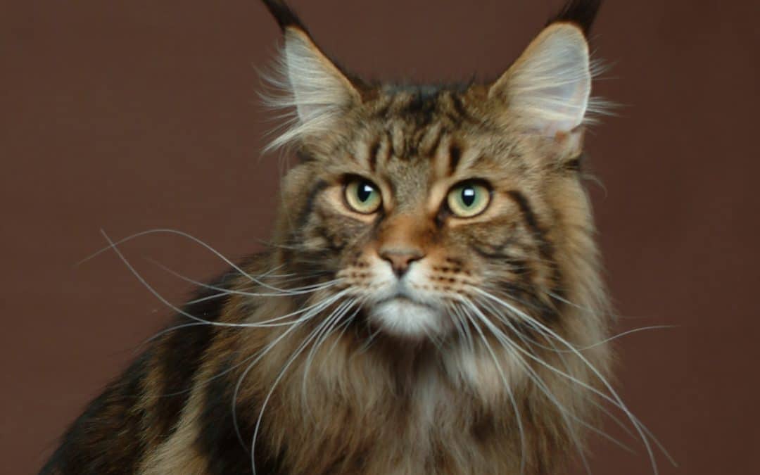 EXPOSITION-VENTE DE CHATS LE SAMEDI 16 ET DIMANCHE 17 SEPTEMBRE